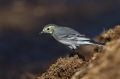 Bela_pastirica_Pied_wagtail_14.jpg