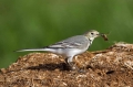 Bela_pastirica_Pied_wagtail_15.jpg
