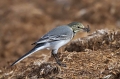 Bela_pastirica_Pied_wagtail_16.jpg