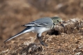 Bela_pastirica_Pied_wagtail_18.jpg