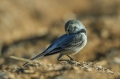 Bela_pastirica_Pied_wagtail_22.jpg