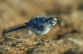 Bela_pastirica_Pied_wagtail_23~0.jpg