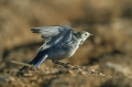 Bela_pastirica_Pied_wagtail_24.jpg