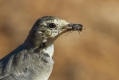 Bela_pastirica_Pied_wagtail_28.jpg
