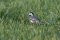 Bela_pastirica_Pied_wagtail_34.jpg