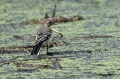 Bela_pastirica_Pied_wagtail_35.jpg