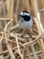 Bela_pastirica_Pied_wagtail_36.jpg