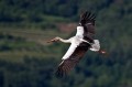 Ime datoteke=Bela_storklja_White_stork_Ciconia_ciconia_Storklje_Ciconiidae_14.jpg
Velikost datoteke=56KB
Dimenzija=800x533
Datum objave=06.08.2011 Bela_storklja_White_stork_Ciconia_ciconia_Storklje_Ciconiidae_14.jpg