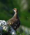 Ime datoteke=Belka_Ptarmigan_11.jpg
Velikost datoteke=139KB
Dimenzija=634x730
Datum objave=19.11.2009 Belka_Ptarmigan_11.jpg