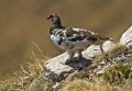 Ime datoteke=Belka_Ptarmigan_13.jpg
Velikost datoteke=138KB
Dimenzija=850x589
Datum objave=10.07.2011 Belka_Ptarmigan_13.jpg