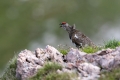 Ime datoteke=Belka_Ptarmigan_18.jpg
Velikost datoteke=238KB
Dimenzija=900x600
Datum objave=06.12.2016 Belka_Ptarmigan_18.jpg