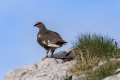 Ime datoteke=Belka_Ptarmigan_19.jpg
Velikost datoteke=204KB
Dimenzija=900x600
Datum objave=19.01.2017 Belka_Ptarmigan_19.jpg