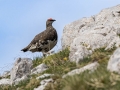Ime datoteke=Belka_Ptarmigan_20.jpg
Velikost datoteke=291KB
Dimenzija=900x675
Datum objave=21.03.2017 Belka_Ptarmigan_20.jpg