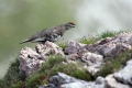 Ime datoteke=Belka_Ptarmigan_22.jpg
Velikost datoteke=248KB
Dimenzija=900x600
Datum objave=17.12.2018 Belka_Ptarmigan_22.jpg