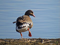 Belocela_gos_White_fronted_goose_Anser_erythropus_Plovci_Anatidae_03.jpg