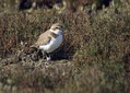 Ime datoteke=Beloceli_dezevnik_Kentish_plover_Charadrius_alexandrius_Dezevniki_Charadriidae_04.jpg
Velikost datoteke=156KB
Dimenzija=800x570
Datum objave=18.04.2009 Beloceli_dezevnik_Kentish_plover_Charadrius_alexandrius_Dezevniki_Charadriidae_04.jpg