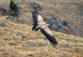 Ime datoteke=Beloglavi_jastreb_Griffon_vulture_13.jpg
Velikost datoteke=148KB
Dimenzija=900x620
Datum objave=18.04.2011 Beloglavi_jastreb_Griffon_vulture_13.jpg