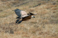 Beloglavi_jastreb_Griffon_vulture_14.jpg