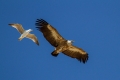 Beloglavi_jastreb_Griffon_vulture_16.jpg