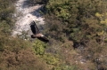 Beloglavi_jastreb_Griffon_vulture_23.jpg
