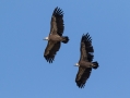 Ime datoteke=Beloglavi_jastreb_Griffon_vulture_25.jpg
Velikost datoteke=200KB
Dimenzija=1000x750
Datum objave=13.06.2017 Beloglavi_jastreb_Griffon_vulture_25.jpg