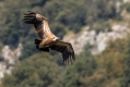 Beloglavi_jastreb_Griffon_vulture_26.jpg