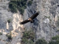 Beloglavi_jastreb_Griffon_vulture_27.jpg
