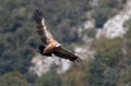 Ime datoteke=Beloglavi_jastreb_Griffon_vulture_31.jpg
Velikost datoteke=226KB
Dimenzija=950x633
Datum objave=27.09.2017 Beloglavi_jastreb_Griffon_vulture_31.jpg