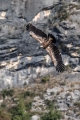Ime datoteke=Beloglavi_jastreb_Griffon_vulture_32.jpg
Velikost datoteke=237KB
Dimenzija=600x900
Datum objave=28.10.2017 Beloglavi_jastreb_Griffon_vulture_32.jpg