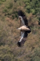 Ime datoteke=Beloglavi_jastreb_Griffon_vulture_37.jpg
Velikost datoteke=232KB
Dimenzija=600x900
Datum objave=27.09.2017 Beloglavi_jastreb_Griffon_vulture_37.jpg