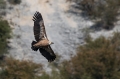 Ime datoteke=Beloglavi_jastreb_Griffon_vulture_39.jpg
Velikost datoteke=236KB
Dimenzija=950x633
Datum objave=28.10.2017 Beloglavi_jastreb_Griffon_vulture_39.jpg