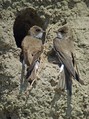 Ime datoteke=Breguljka_Sand_Martin_Riparia_riparia_Lastovke_Hirundinidae_03.jpg
Velikost datoteke=179KB
Dimenzija=637x850
Datum objave=28.10.2010 Breguljka_Sand_Martin_Riparia_riparia_Lastovke_Hirundinidae_03.jpg