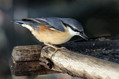 Brglez_Nuthatch_12.jpg