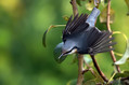 Ime datoteke=Brglez_Nuthatch_16.jpg
Velikost datoteke=140KB
Dimenzija=800x533
Datum objave=21.12.2010 Brglez_Nuthatch_16.jpg