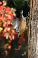 Ime datoteke=Brglez_Nuthatch_17.jpg
Velikost datoteke=151KB
Dimenzija=533x800
Datum objave=27.04.2011 Brglez_Nuthatch_17.jpg