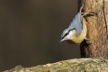 Ime datoteke=Brglez_Nuthatch_19.jpg
Velikost datoteke=236KB
Dimenzija=900x600
Datum objave=06.05.2012 Brglez_Nuthatch_19.jpg