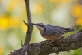 Ime datoteke=Brglez_Nuthatch_20.jpg
Velikost datoteke=291KB
Dimenzija=900x600
Datum objave=29.07.2013 Brglez_Nuthatch_20.jpg