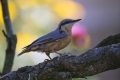 Ime datoteke=Brglez_Nuthatch_21.jpg
Velikost datoteke=261KB
Dimenzija=900x600
Datum objave=25.08.2012 Brglez_Nuthatch_21.jpg