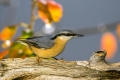 Ime datoteke=Brglez_Nuthatch_23.jpg
Velikost datoteke=263KB
Dimenzija=900x600
Datum objave=16.04.2016 Brglez_Nuthatch_23.jpg