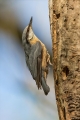 Ime datoteke=Brglez_Nuthatch_25.jpg
Velikost datoteke=261KB
Dimenzija=600x900
Datum objave=02.04.2024 Brglez_Nuthatch_25.jpg