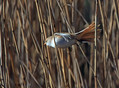 Ime datoteke=Brkata_sinica_Bearded_tit_Panurus_biarmicus_Timalije_Timaliidae_06.jpg
Velikost datoteke=135KB
Dimenzija=800x590
Datum objave=26.11.2009 Brkata_sinica_Bearded_tit_Panurus_biarmicus_Timalije_Timaliidae_06.jpg