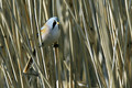 Ime datoteke=Brkata_sinica_Bearded_tit_Panurus_biarmicus_Timalije_Timaliidae_09.jpg
Velikost datoteke=179KB
Dimenzija=850x567
Datum objave=15.03.2011 Brkata_sinica_Bearded_tit_Panurus_biarmicus_Timalije_Timaliidae_09.jpg