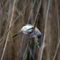 Ime datoteke=Brkata_sinica_Bearded_tit_Panurus_biarmicus_Timalije_Timaliidae_10.jpg
Velikost datoteke=92KB
Dimenzija=700x700
Datum objave=24.06.2011 Brkata_sinica_Bearded_tit_Panurus_biarmicus_Timalije_Timaliidae_10.jpg