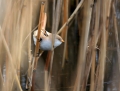 Ime datoteke=Brkata_sinica_Bearded_tit_Panurus_biarmicus_Timalije_Timaliidae_12.jpg
Velikost datoteke=245KB
Dimenzija=800x608
Datum objave=06.05.2012 Brkata_sinica_Bearded_tit_Panurus_biarmicus_Timalije_Timaliidae_12.jpg