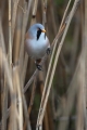 Ime datoteke=Brkata_sinica_Bearded_tit_Panurus_biarmicus_Timalije_Timaliidae_13.jpg
Velikost datoteke=219KB
Dimenzija=600x900
Datum objave=01.12.2014 Brkata_sinica_Bearded_tit_Panurus_biarmicus_Timalije_Timaliidae_13.jpg