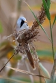 Ime datoteke=Brkata_sinica_Bearded_tit_Panurus_biarmicus_Timalije_Timaliidae_20.jpg
Velikost datoteke=216KB
Dimenzija=619x900
Datum objave=25.07.2015 Brkata_sinica_Bearded_tit_Panurus_biarmicus_Timalije_Timaliidae_20.jpg