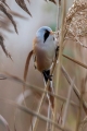 Ime datoteke=Brkata_sinica_Bearded_tit_Panurus_biarmicus_Timalije_Timaliidae_21.jpg
Velikost datoteke=180KB
Dimenzija=600x900
Datum objave=10.08.2015 Brkata_sinica_Bearded_tit_Panurus_biarmicus_Timalije_Timaliidae_21.jpg
