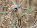 Ime datoteke=Brkata_sinica_Bearded_tit_Panurus_biarmicus_Timalije_Timaliidae_24.jpg
Velikost datoteke=272KB
Dimenzija=900x675
Datum objave=20.01.2016 Brkata_sinica_Bearded_tit_Panurus_biarmicus_Timalije_Timaliidae_24.jpg