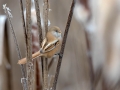 Ime datoteke=Brkata_sinica_Bearded_tit_Panurus_biarmicus_Timalije_Timaliidae_27.jpg
Velikost datoteke=252KB
Dimenzija=950x713
Datum objave=21.03.2017 Brkata_sinica_Bearded_tit_Panurus_biarmicus_Timalije_Timaliidae_27.jpg