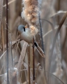 Brkata_sinica_Bearded_tit_Panurus_biarmicus_Timalije_Timaliidae_28.jpg